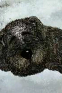 Белолобый (2010)